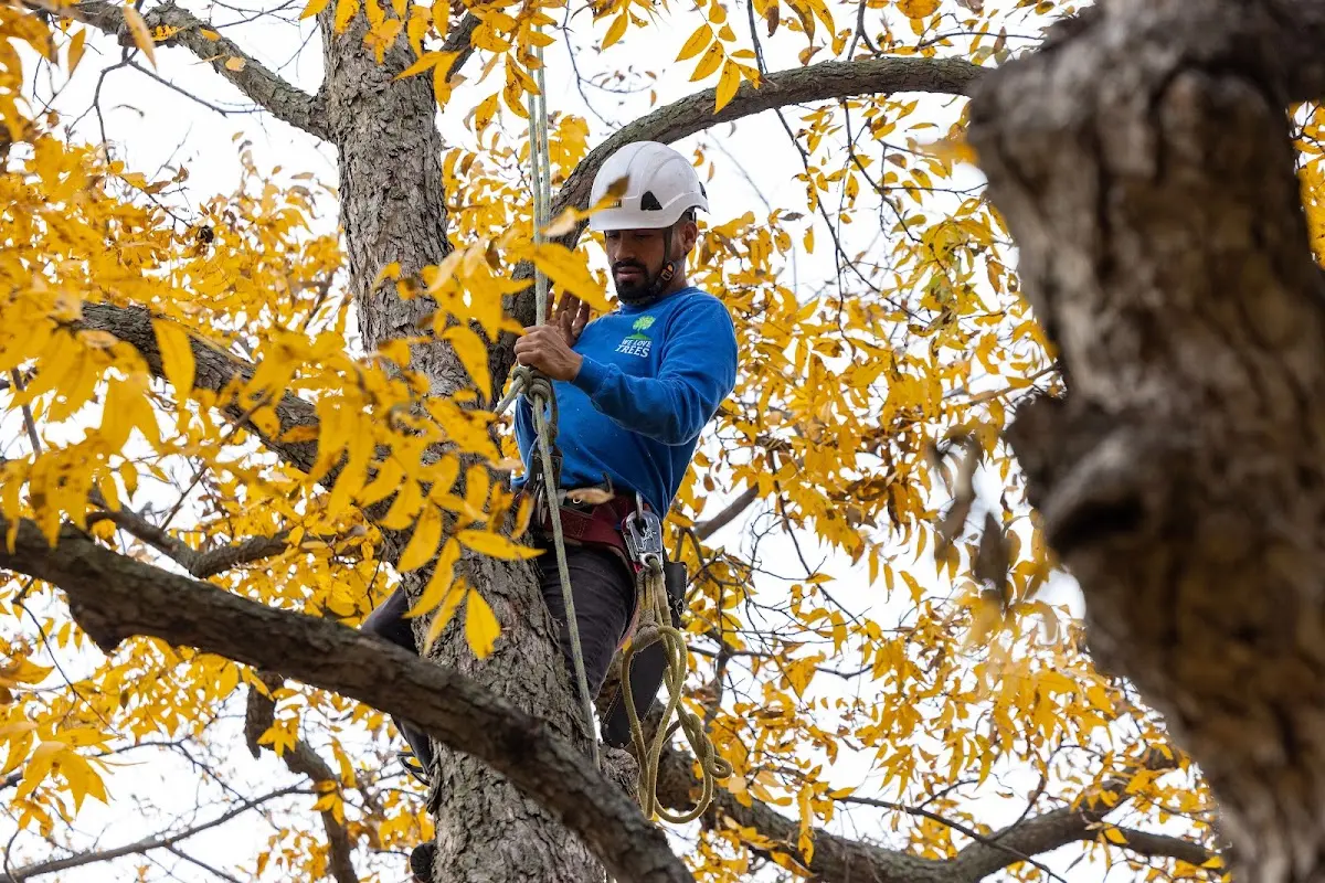 Skilled Tree Planing crew working in Lake View