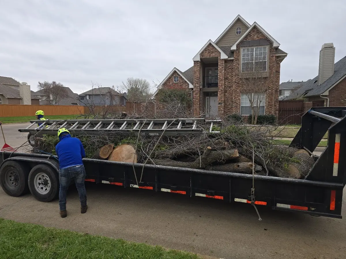 Expert Tree Pest Control with proper safety equipment in Lake View